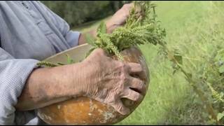 Virtual Moundville Native American Festival - Harvesting Time