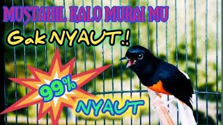 MASTERAN MURAI GACOR MURAI DIAM PASTI LANGSUNG NYAUT DAN EMOSI TINGGI