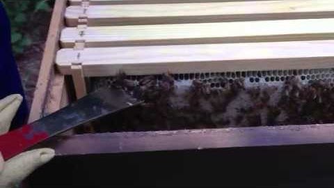 Bee Keeping 101 Part 1