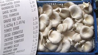 How to make spore and tissue culture from oyster mushrooms bought from the market?