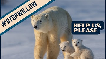 Can we stop the willow project ?