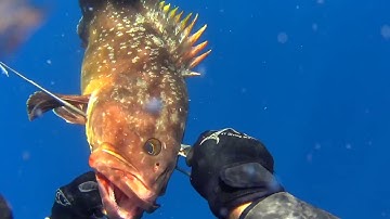 Dusky grouper punished.