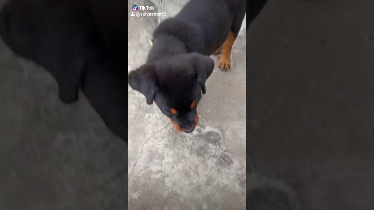 Next video about Rottweiler puppy stray tune - YouTube