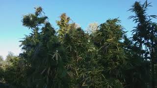 Hidden garden of GDP! Remember to Support plants before going on holiday
