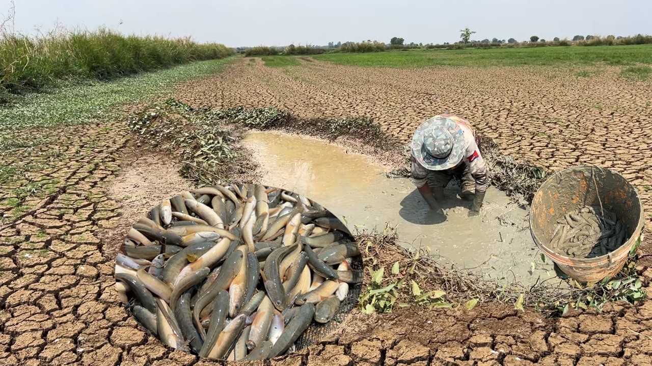 ស្រុកស្រែខែប្រាំង ទឹកខះអស់ សុទ្ធតែត្រីនៅក្រោមដុបត្រកួន
