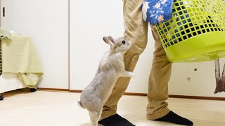 べったり後追いしてくるうさぎさんに注意しながらせっせと朝支度をするいつものルーティン
