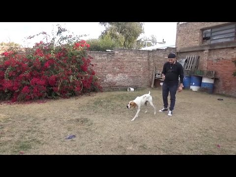 Video: Cómo Alimentar A Un Perro Perdiguero