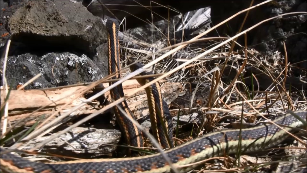 Snakes mating & suntaning (British Columbia southern interior) - YouTube