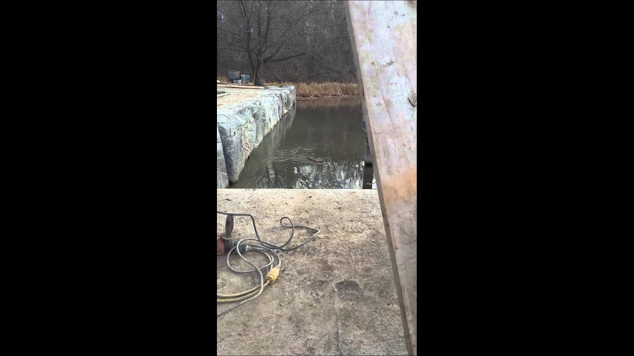 Otter visits Rockscapes crew