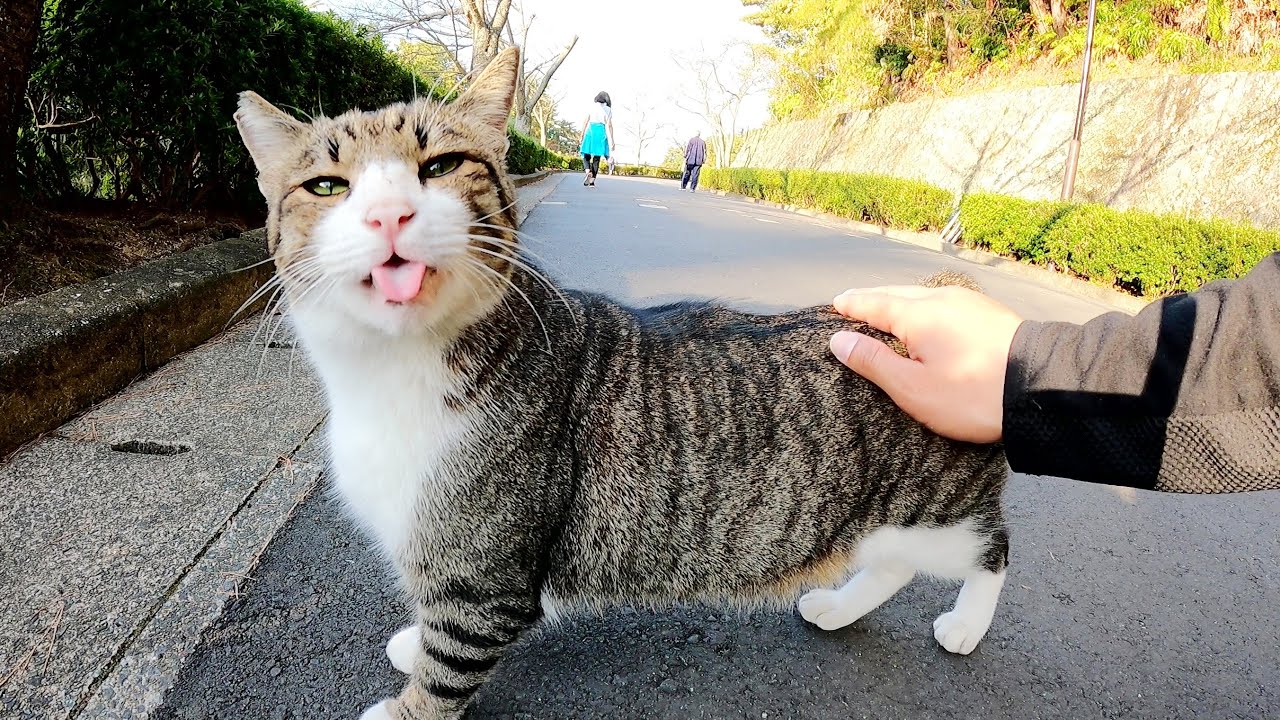 Cat Sticks Out Its Tongue When The Tail Is Touched Youtube