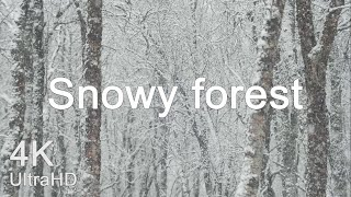 Snowy forest - Nature Snowy Forest Sounds For Relaxation - 1 Hour Film - 4k Video UltraHD