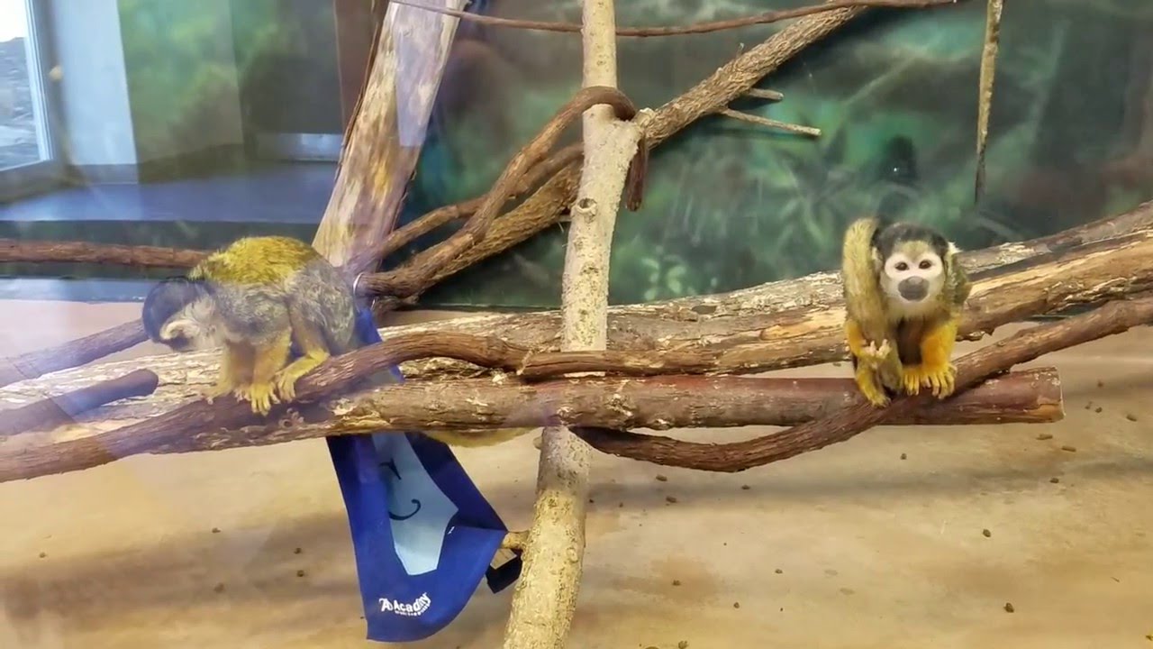 KCZoo Squirrel Monkeys with Royals Enrichment!