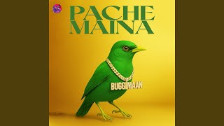 Download Lagu Pache Maina