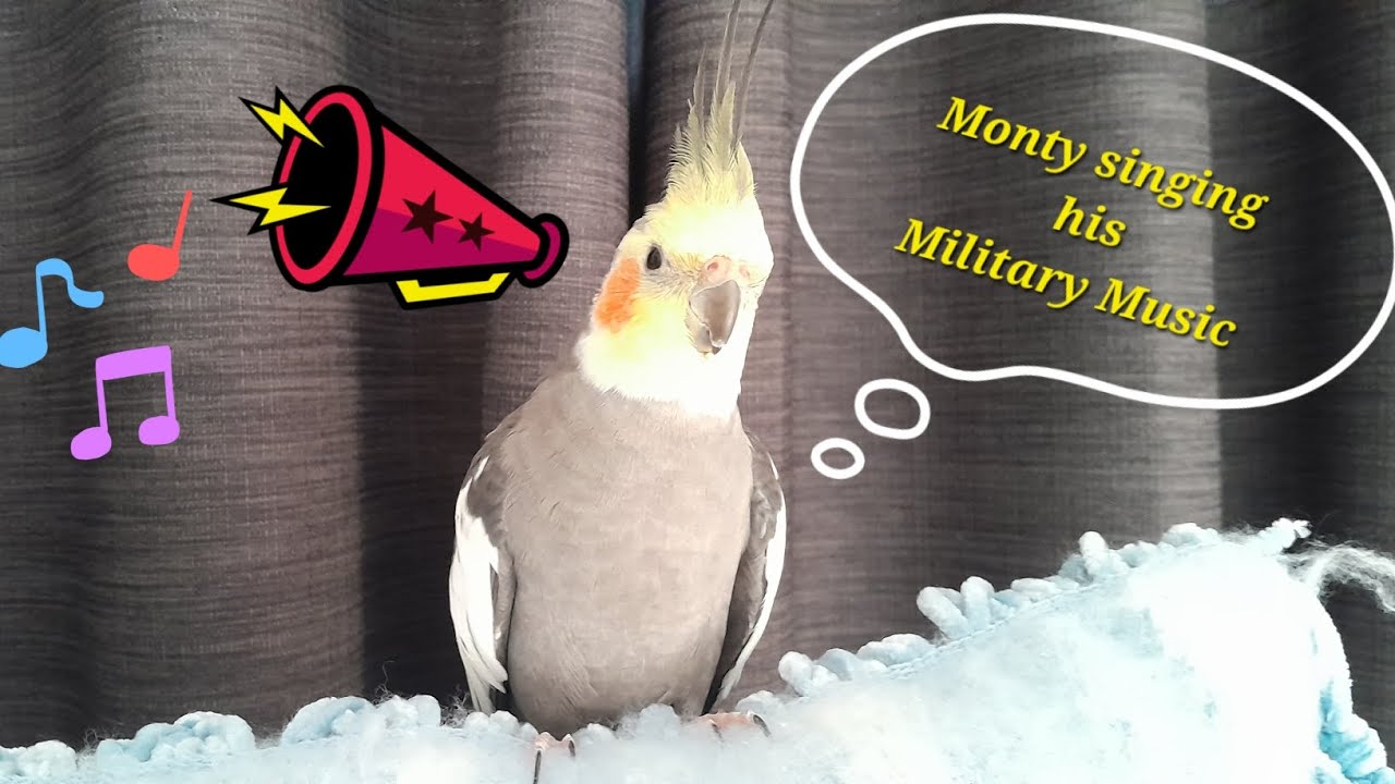 Monty The Naughty Cockatiel singing his military song. march with Monty