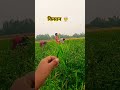 बहत मेहनत लगता है 👳♀️🏡🌿🌾 80/365#farming #villagerlifestyle #trending #nature #viralvideos #shorts