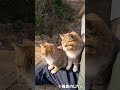 足を崩してみても・・・ #shorts #猫 #cat #बिल्ली #kedi