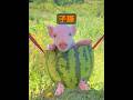豚は一度に何匹の子豚を産むことができるか？ #動物 #動物プロダクション #animals #自然 #癒し