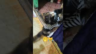 🫢😹Kicau mania.. #cat #kucing #imut #쩐다 #kucinglucu #funny #nolly
