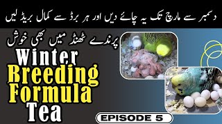 Winter Breeding Formula Tea |Budgies Lovebirds Natural Breeding Formula | Episode 5 - Video No 637
