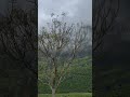 "Munnar vibes #india #historicalplace #viralvideo #trending #shorts #ytshorts #reels #explore