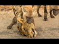 Top 10 Prey Who Can Kill a Lion Easily - Harsh Life of Wild Animals, Hyena, Buffalo, Hippo, Gorilla