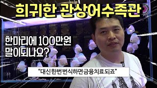 물고기 한마리에 100만원?! 전국에서 손가락 안에 드는 디스커스 수족관을 찾았습니다 위례신도시에 있다고 하네요