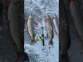 #fishing рыбалка на вибы. Судак, щука. Приманки на которые всегда клюет