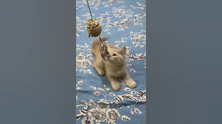 Video 9526211: persian kitten brown, persian kitten baby