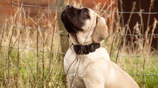 How We're Training Our HUGE ENGLISH MASTIFF PUPPY