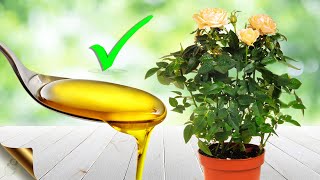 MIRACLES OF NEEM OIL in GARDENING | Best Pesticide Recipes