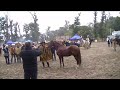 Merito zootecnico macho