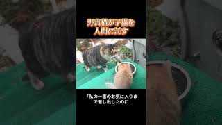 子猫を託す野良猫は多いけど、こんなに「切なすぎる」ケースは初めて見た！
