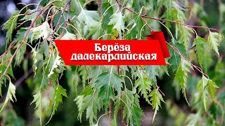видео: Берёза далекарлийская / обзор материала для бонсай @Studio.Bonsai картинка: Берёза далекарлийская / обзор материала для бонсай @Studio.Bonsai