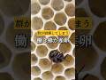 働き蜂が産卵するケース 群れの崩壊 #蜂蜜 #蜜蜂