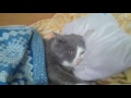 Кот в кровати прикол