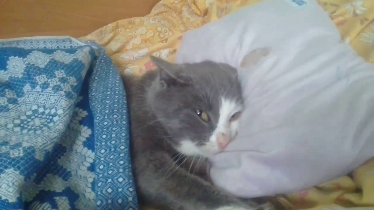 Проснуться заплаканной. Плачущий котик в кроватке. Котик в кровати. Плачущий котик в кровати. Кот плачет на подушке.
