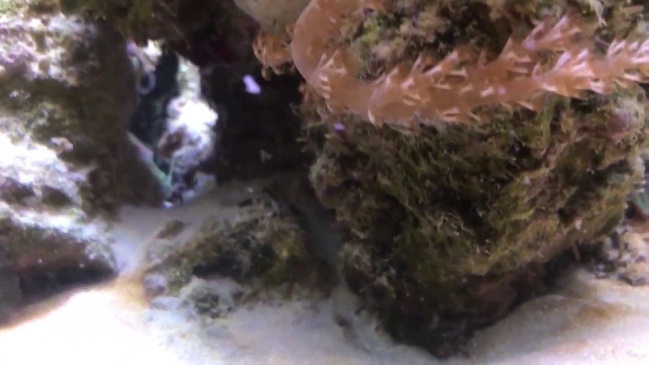 Tank update 4/4/2017