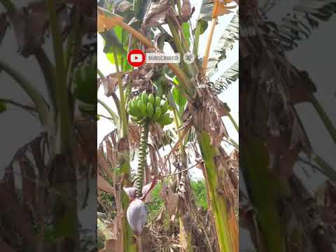 वीडियो: कैंडीड फलों के साथ केला रोल