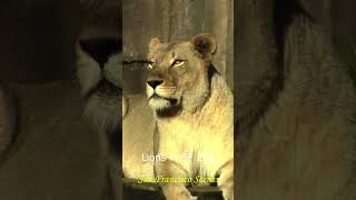 San Francisco Zoo in December #sanfrancisco  #zoo