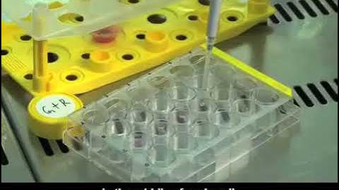 Visualization of Cell Electrofusion Using Fluorescence Microscopy
