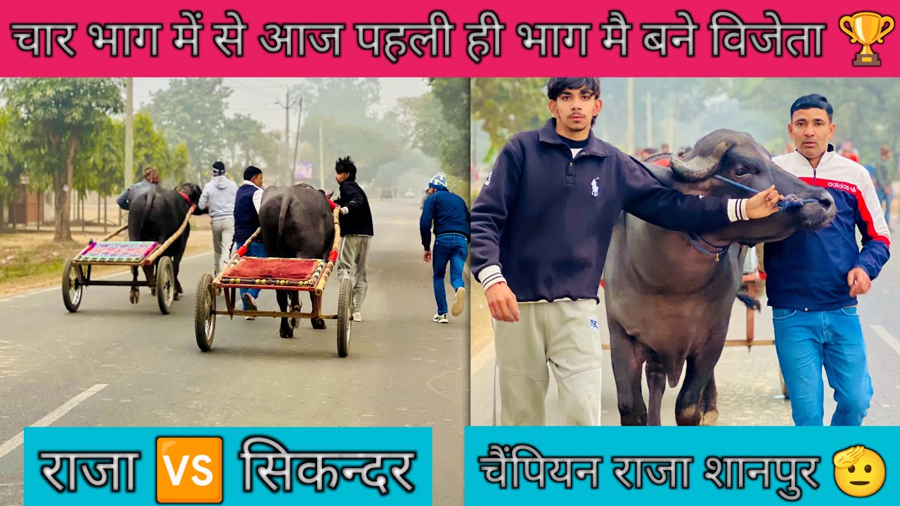 बिजनौर का उभरता सितारा राजा शानपुर आज फिर 400 मीटर मैं बना विजेता इसी महीने दो बार दिखेगा भागता हुआ