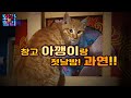 창고 아깽이 폴락이랑 첫날밤! 과연? [아깽일지 13/1216]