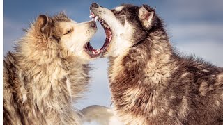 Wolves 101 | Nat Geo Wild 2024