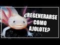 ¿La clave de la regeneración está en el genoma del ajolote? | CIENCIA A LA MEXICANA