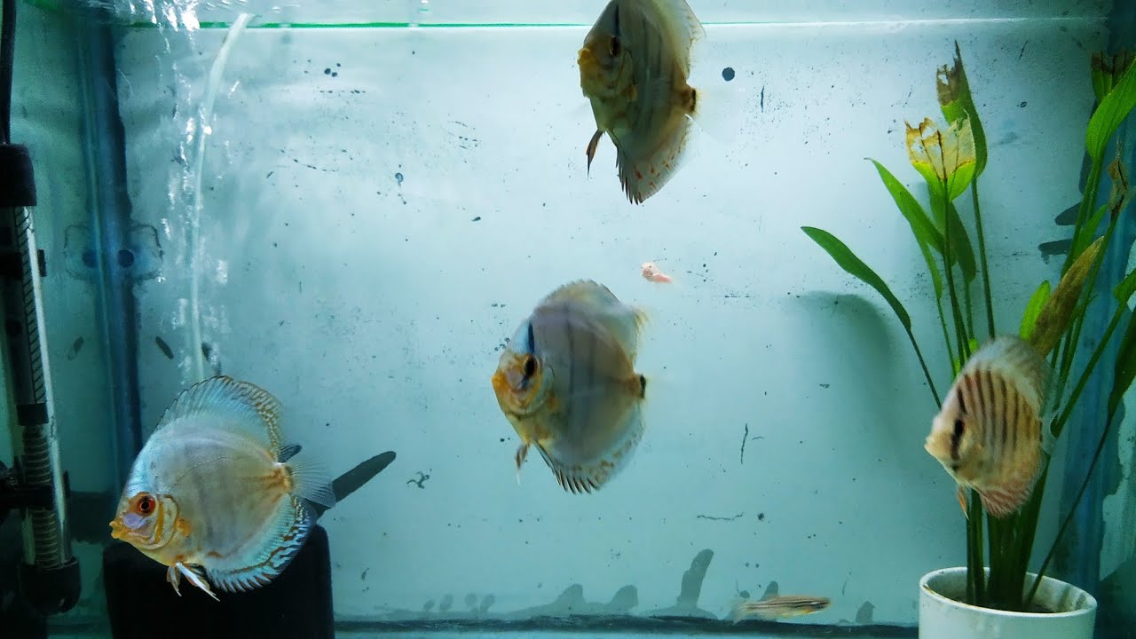 Baby Discuss Fish & Big Discuss Fish Behaviour in New Tank - YouTube