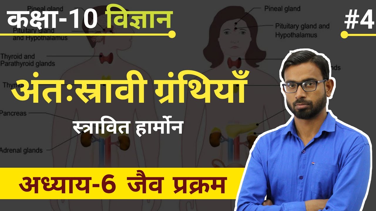 Endocrine Glands | अन्तःस्रावी ग्रन्थियाँ | Class 10 Science in Hindi ...