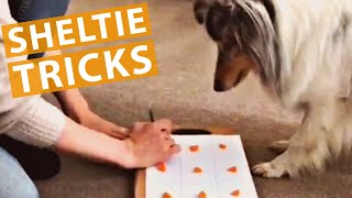 Sheltie Dog wins Tic Tac Toe | Cute Sheltie Puppies New Tricks and Training (Compilation) by Master Gorilla 2,214 views 3 years ago 10 minutes, 34 seconds