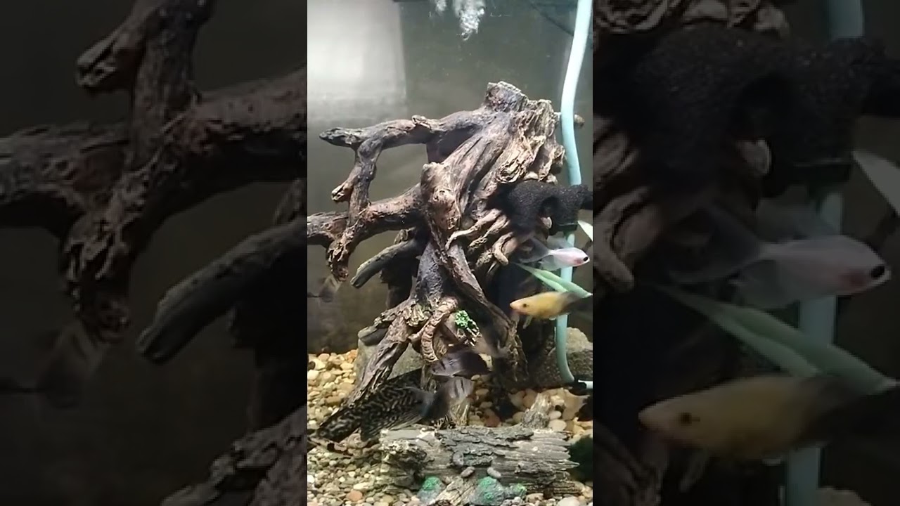 Tank #3, potential big boy tank.