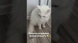 Котофейка обиделся не дали провод погрызть 😂