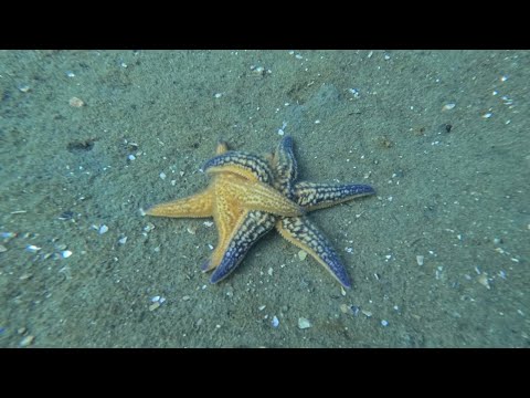 Mornington Pier - 09.08.2025 | Entry #32